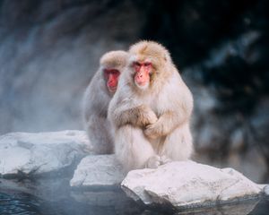 Preview wallpaper macaques, monkeys, fog, stones