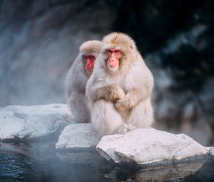 Preview wallpaper macaques, monkeys, fog, stones