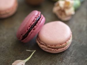 Preview wallpaper macarons, dessert, petals, food