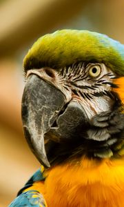 Preview wallpaper macaw, beak, parrot, bird