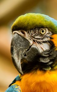 Preview wallpaper macaw, beak, parrot, bird