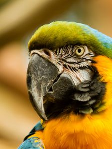 Preview wallpaper macaw, beak, parrot, bird