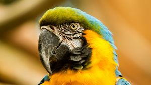 Preview wallpaper macaw, beak, parrot, bird