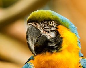 Preview wallpaper macaw, beak, parrot, bird