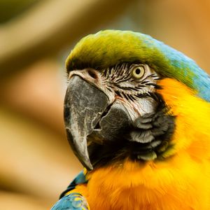 Preview wallpaper macaw, beak, parrot, bird