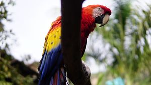 Preview wallpaper macaw, beak, parrot, bird, branch