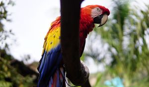 Preview wallpaper macaw, beak, parrot, bird, branch