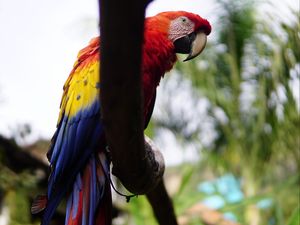 Preview wallpaper macaw, beak, parrot, bird, branch