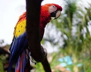 Preview wallpaper macaw, beak, parrot, bird, branch