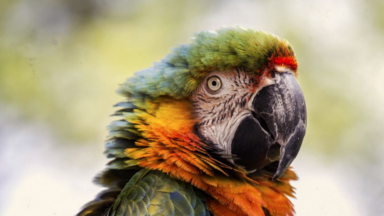 Wallpaper macaw, beak, parrot, bird, blur
