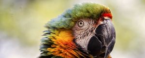 Preview wallpaper macaw, beak, parrot, bird, blur