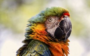 Preview wallpaper macaw, beak, parrot, bird, blur