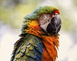 Preview wallpaper macaw, beak, parrot, bird, blur