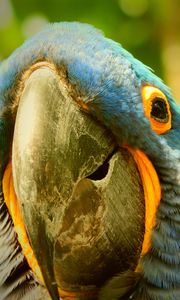 Preview wallpaper macaw, parrot, beak