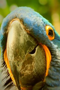 Preview wallpaper macaw, parrot, beak