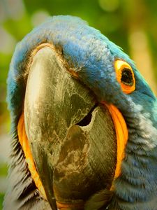 Preview wallpaper macaw, parrot, beak