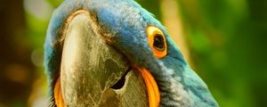 Preview wallpaper macaw, parrot, beak