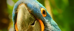 Preview wallpaper macaw, parrot, beak