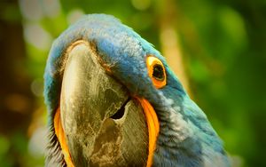 Preview wallpaper macaw, parrot, beak