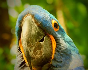 Preview wallpaper macaw, parrot, beak