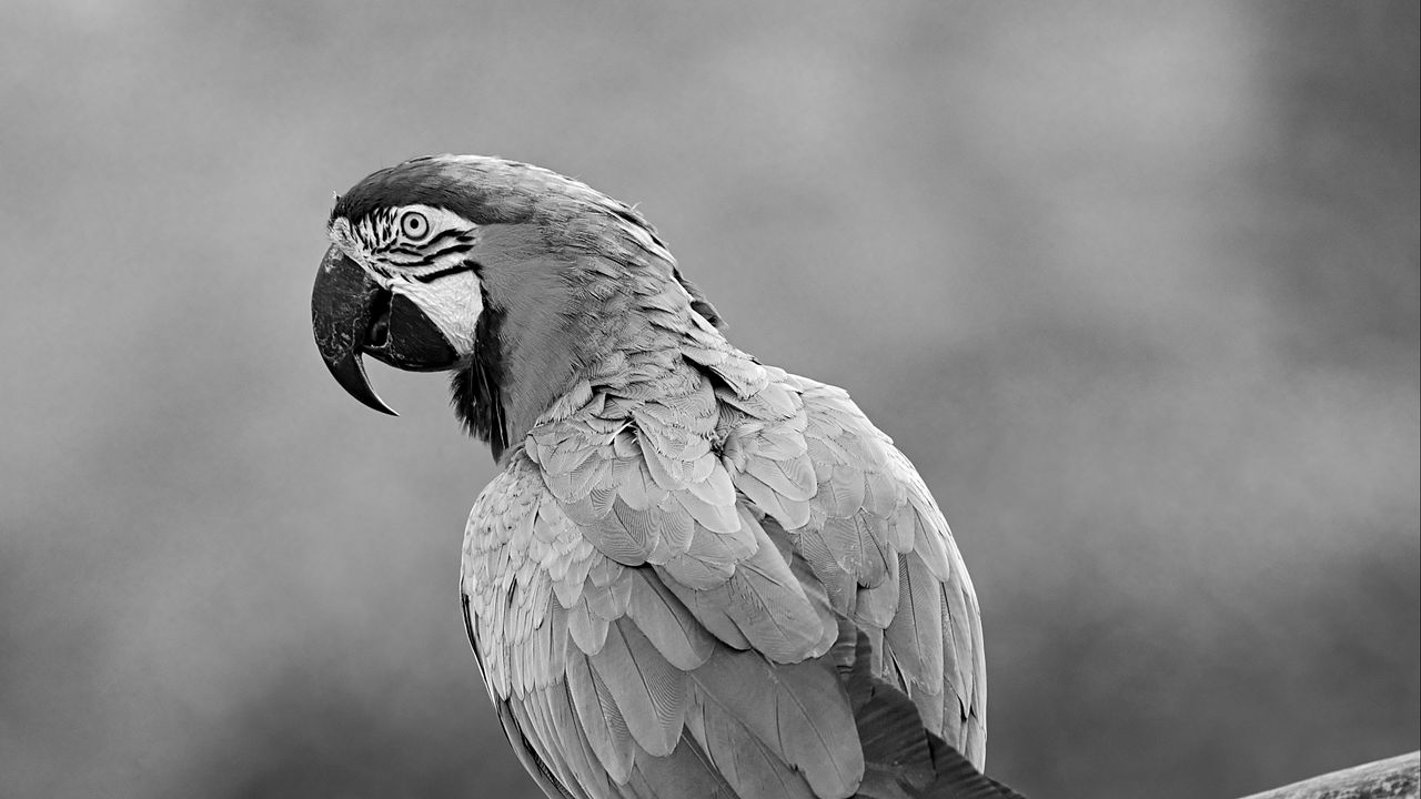 Wallpaper macaw, parrot, beak, bird, feathers, branch, black and white