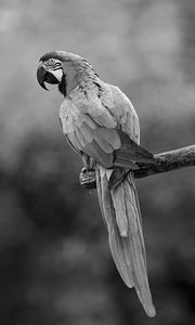 Preview wallpaper macaw, parrot, beak, bird, feathers, branch, black and white