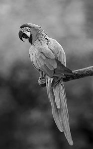 Preview wallpaper macaw, parrot, beak, bird, feathers, branch, black and white