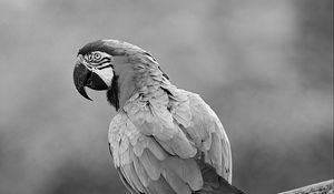 Preview wallpaper macaw, parrot, beak, bird, feathers, branch, black and white