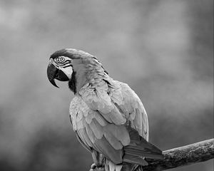 Preview wallpaper macaw, parrot, beak, bird, feathers, branch, black and white