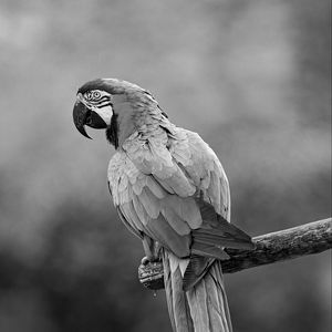 Preview wallpaper macaw, parrot, beak, bird, feathers, branch, black and white