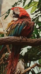 Preview wallpaper macaw, parrot, bird, colorful