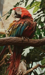 Preview wallpaper macaw, parrot, bird, colorful