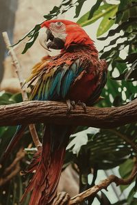 Preview wallpaper macaw, parrot, bird, colorful