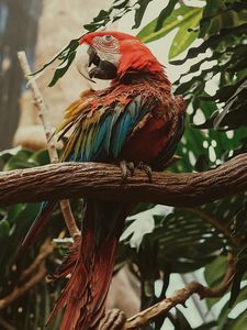 Preview wallpaper macaw, parrot, bird, colorful