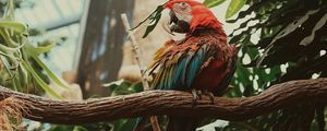 Preview wallpaper macaw, parrot, bird, colorful