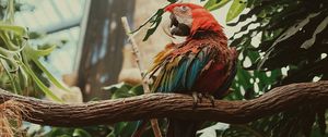 Preview wallpaper macaw, parrot, bird, colorful