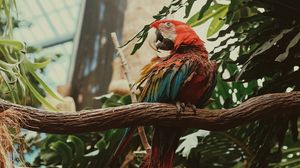 Preview wallpaper macaw, parrot, bird, colorful