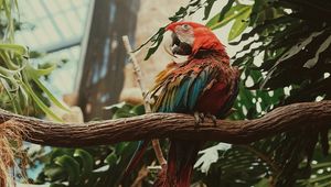 Preview wallpaper macaw, parrot, bird, colorful