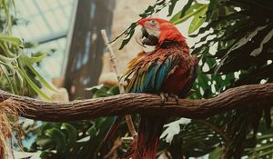 Preview wallpaper macaw, parrot, bird, colorful