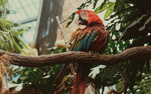 Preview wallpaper macaw, parrot, bird, colorful