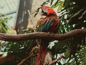 Preview wallpaper macaw, parrot, bird, colorful