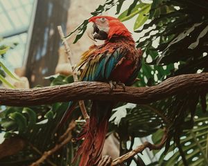 Preview wallpaper macaw, parrot, bird, colorful