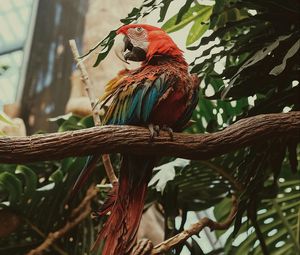 Preview wallpaper macaw, parrot, bird, colorful