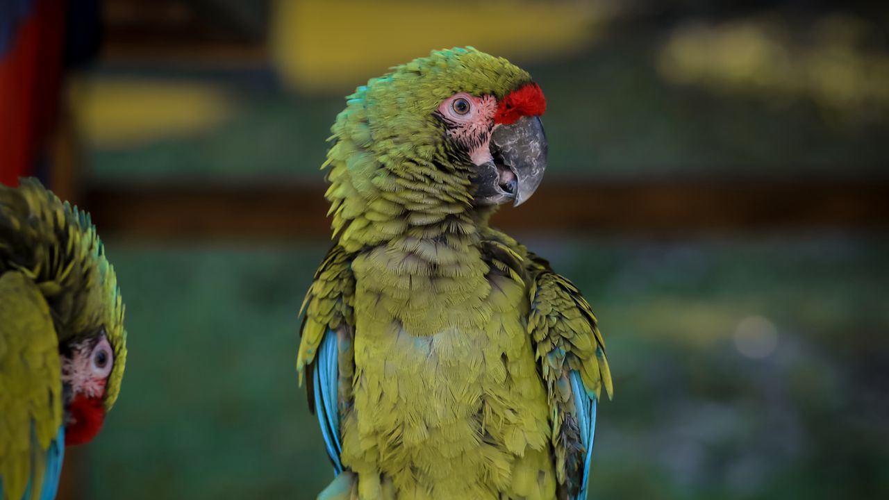 Wallpaper macaw, parrot, bird, green