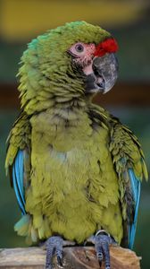 Preview wallpaper macaw, parrot, bird, green