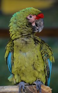 Preview wallpaper macaw, parrot, bird, green