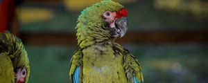 Preview wallpaper macaw, parrot, bird, green