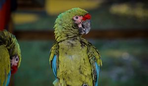 Preview wallpaper macaw, parrot, bird, green