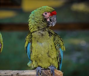 Preview wallpaper macaw, parrot, bird, green