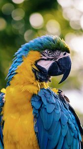 Preview wallpaper macaw, parrot, bird, color